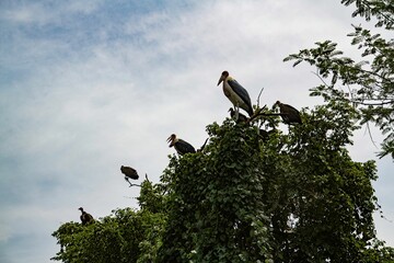 A Marabou and a group of vulture sharing the top of a tree in South Sudan