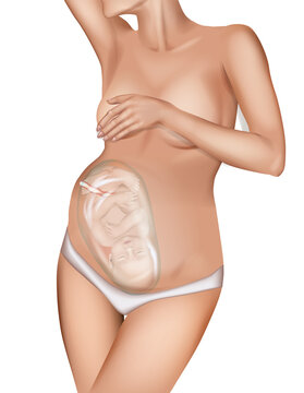Realistic illustration of a baby in the womb. Pregnant woman