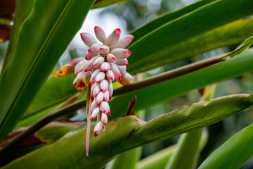 Flor da colônia (Alpinia speciosa ou Alpinia Zerumbet). No Brasil é encontrada em várias regiões, com os nomes populares Azucena-de-porcelana, gengibre-concha, alpínia e flor de cera.