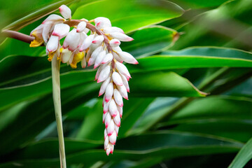 Flor da colônia (Alpinia speciosa ou Alpinia Zerumbet). No Brasil é encontrada em várias regiões, com os nomes populares Azucena-de-porcelana, gengibre-concha, alpínia e flor de cera.