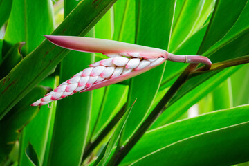 Flor da colônia (Alpinia speciosa ou Alpinia Zerumbet). No Brasil é encontrada em várias regiões, com os nomes populares Azucena-de-porcelana, gengibre-concha, alpínia e flor de cera.