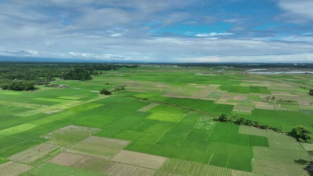 Field for growing young wheat, barley, rye. Young green wheat sprouts of grain crops. Agricultural land. 4k drone video