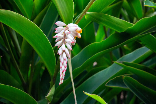 Flor da col&ocirc;nia (Alpinia speciosa ou Alpinia Zerumbet). No Brasil &eacute; encontrada em v&aacute;rias regi&otilde;es, com os nomes populares Azucena-de-porcelana, gengibre-concha, alp&iacute;nia e flor de cera.