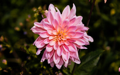 pink dahlia flower