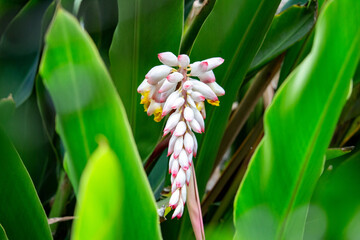 Flor da colônia (Alpinia speciosa ou Alpinia Zerumbet). No Brasil é encontrada em várias regiões, com os nomes populares Azucena-de-porcelana, gengibre-concha, alpínia e flor de cera.