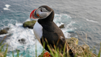 Portrait of a proud Icelandic puffin standing on a cliff.