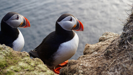 Portrait of two arctic puffins lining up on the edge of the cliff.