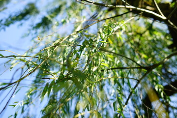 Weeping willow leafs detail in a sunny day