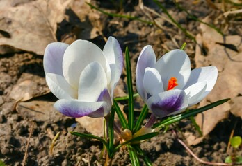 Garden crocuses bloom in spring in the botanical garden