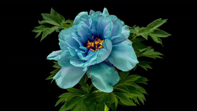 Beautiful blue peony flower on black background. Blooming peony flower close-up. Wedding backdrop, Valentine's Day concept. Mother's day, Holiday, Love, birthday