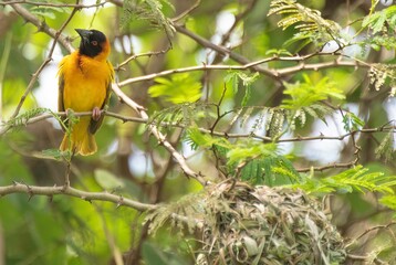 Fototapeta premium one black headed weaver bird on a tree branch in Africa