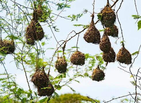 large group of black headed weaver bird's nest hanging from a tree in Africa