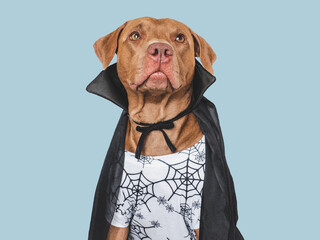 Happy Halloween. Charming dog and Count Dracula costume. Isolated background. Close-up, indoors....
