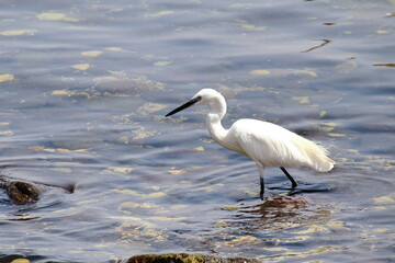 great white heron