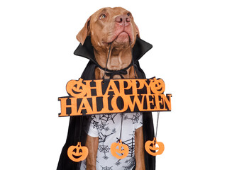 Happy Halloween. Charming dog and Count Dracula costume. Isolated background. Close-up, indoors. Studio shot. Congratulations for family, relatives, loved ones, friends, colleagues. Pet care concept