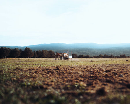 Horses respite