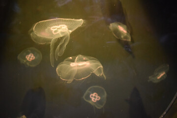 jellyfish in aquarium, Bray, Ireland