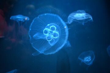 jellyfish in aquarium, Bray, Ireland