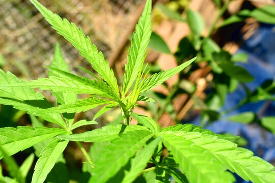Close-up of green Cannabis leaves on a sunny day in a backyard garden in the countryside of Thailand.