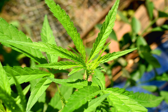 Close-up of green Cannabis leaves on a sunny day in a backyard garden in the countryside of Thailand.