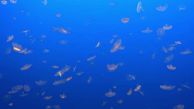 Transparent Jellyfish in Azure Waters