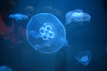 jellyfish in aquarium, Bray, Ireland