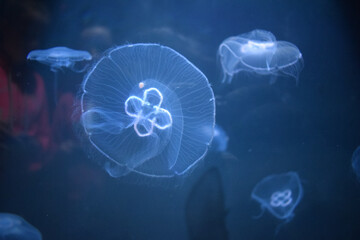 jellyfish in aquarium, Bray, Ireland