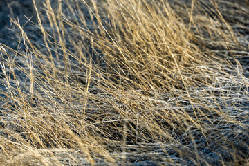 Dry Frost Covered Grasses Cover Desert Floor In the Morning