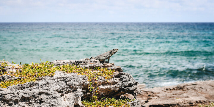 Lizard on the rock 