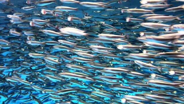 School of Fish in the Blue Abyss