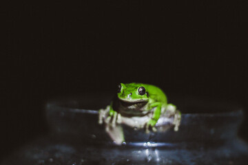 Small frog on a bottle 