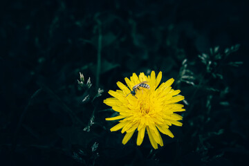 A close up of a Dandelion flower with a small bee