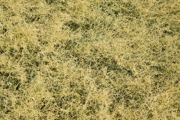 Green and dry plant as a natural background.