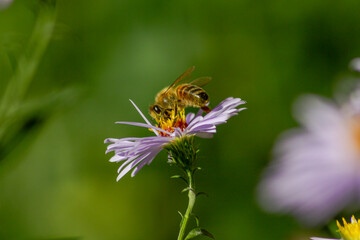 honey bee on a camomile blossom