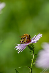 honey bee on a camomile blossom