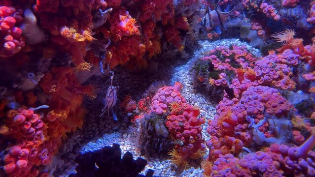 Colorful Fish, Blue Waters, and Vibrant Corals