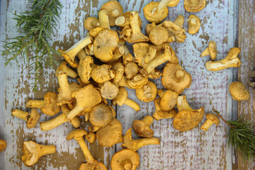 Chanterelle mushrooms on a wooden background