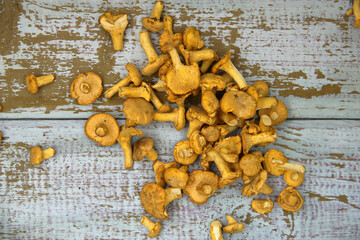 Chanterelle mushrooms on a wooden background