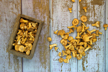 Chanterelle mushrooms on a wooden background