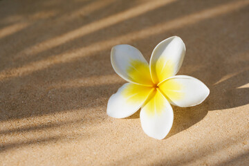 White and yellow plumeria flower close up with shadows.
