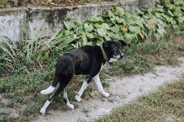 Portrait, photograph of an old mongrel dog outdoors in the village.