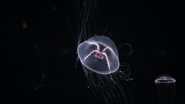 Pink Jellyfish in Dark Waters