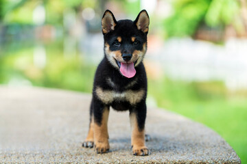 Japanese dog of japanese breed inu in a green field. Beautiful puppy Shiba Inu Dog Black Color.
