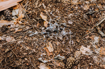 A dead slug with silver slime lies in the forest in nature. Photo of an animal, top view.