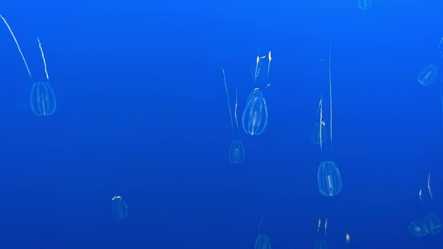 Ocean Microorganisms in Azure Waters