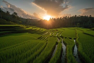 Fototapeta na wymiar Bali's rice fields against the backdrop of a beautiful sunset