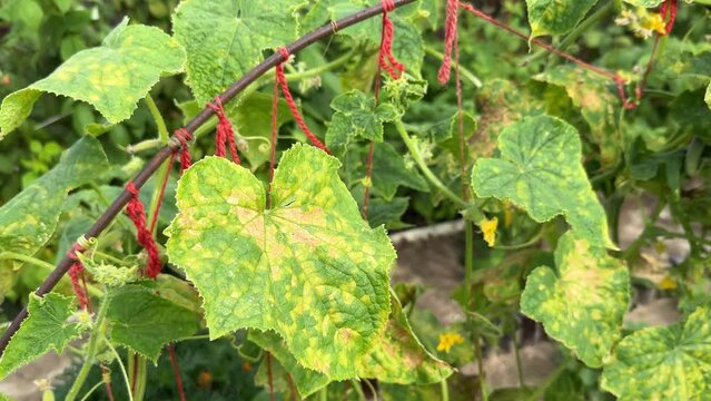Cucumber leaves infected by downy mildew or Pseudoperonospora cubensis in the garden, close-up. Cucurbits vegetables disease. Leaves with mosaic yellow spots.