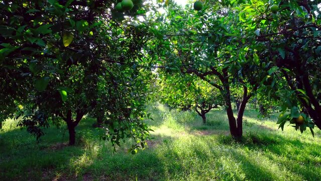 Agrumeto con frutti in maturazione, arance, mandarini, limoni.