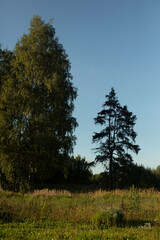 Summer landscape. Green forest and blue sky. Natural landscape.