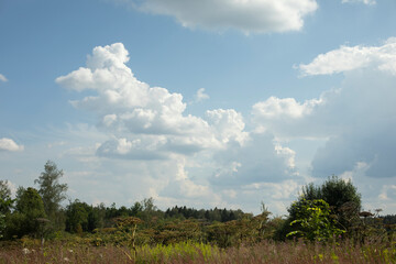 Summer natural landscape. Large field. Clouds over forest.